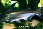 Pangasius sanitwongsei - 